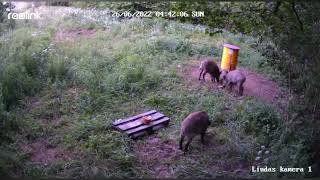 Kā uztaisīt mežacūkām kūku - saldie kārumi ar sīrupu/How to Attrackt Wild boar