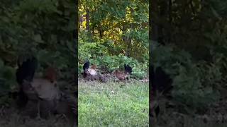 Deux mamans poules attaquées par une rapace !!