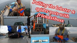 pulling the lobster and spider pots and taking out some friends