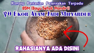 Review 10 Ekor Ayam Jadi Milyader Ala BSM Bayu Sehat Mandiri