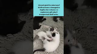 I Gatti Amano il Vento? #shorts #curiosità #amicifelini #viralvideo #cute