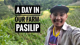 A DAY IN OUR FARM- Pasilip | Bukid | GARDEN | Farmer's Son