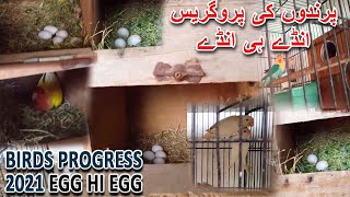 پرندوں کی پروگریس 2021 انڈے ہی انڈے | BIRDS PROGRESS 2021 EGG HI EGG 🥚🥚 | AA BIRDS INFORMATION