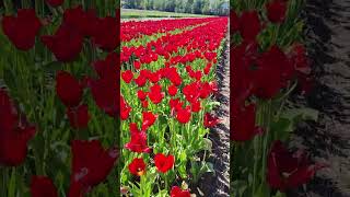 Holland Tulips fields 2024 #tulip #tulipfields #tulipflower #amsterdam #redflower #rose