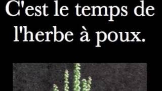 C'est le temps de l'herbe à poux