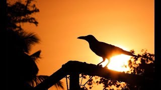 烏黑色源於這種有三隻腳的烏鴉？烏紗帽代表了什麼？|Black originates from this three-legged crow?