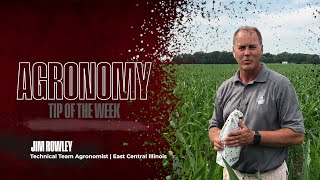 Tissue Sampling in Corn - Agronomy Tip of the Week