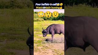 Poor baffalo🐃calf☹️ | bull attack | animal behavior | baffalo attack | @Wildshikaari007