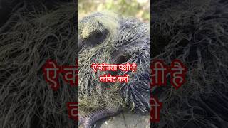 ऐ कोनसा पक्षी है। #shortvideo #shorts #short #youtubeshorts #trending #viral