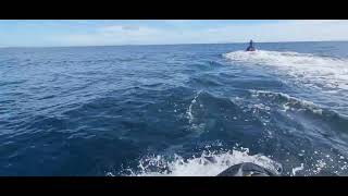 Dolphin Encounter on Jetskis, Auckland, New Zealand.