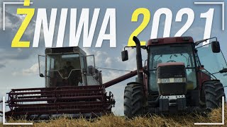 ☆ PIERWSZY RYK BIZONA!? ☆ ŻNIWA PSZENICZNE 2021☆ GR SZCZEŚNIAK ☆ FMŻ BIZON Z056 SUPER ☆ CASE MX120 ☆