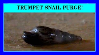 Episode 58 - How To Get Rid of Trumpet Snails and Other Pest Snails in an Aquarium.