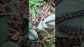 #serangga #caterpillar #insects .