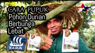 Cara Pupuk Tanaman Pohon Durian cepat berbunga lebat