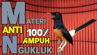 Murai Gacor Terapi Murai Macet Anti Ngukluk/monoton