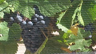 LOS CAMINOS DEL VINO   RÍO NEGRO Y NEUQUÉN   RUMBOS PARA VER   CITAR SRL