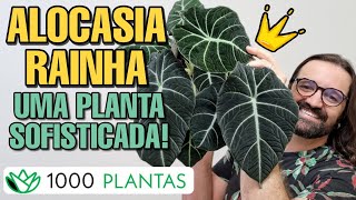 Alocasia reginula "Black Velvet" - ALOCASIA RAINHA - 23 de 1000 plantas - como cultivar