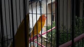 Lovebird Ngekek Panjang Sambil Mangap Dijamin Cocok buat Masteran