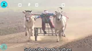 Jhawa ( Hoshiarpur ) Ox Race | Malwa Tv Live Ox Races | Stud Farm in Punjab | First Prize Ox |