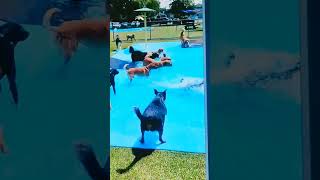 pool Day For the PuPs |vlog #viral