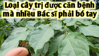 Bài thuốc trị giang-mai, viêm đường tiết niệu, những bệnh ngoài da. PHAN HẢI Vlog