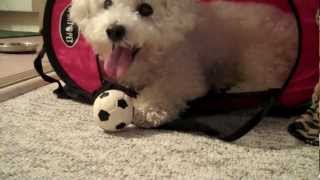 "Rollin' with Sky" - Bichon Puppy and his Soccer Ball