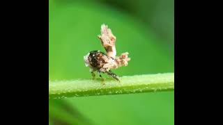 Alien on my fingers? 😅planthopper nymph. Read description to know more.#alien #amazing #nature #reel