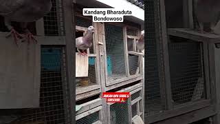 Kandang Bharaduta Bondowoso #ayambangkokindonesia