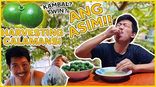 UMAKYAT NG PUNO + CALAMANSI MUKBANG CHALLENGE (Grabe ang ASIM!!) | Philippines