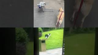 When robot dog and real dogs meet #shorts #dog