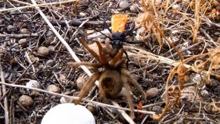 Tarantula Hawk Wasp and Its Kill