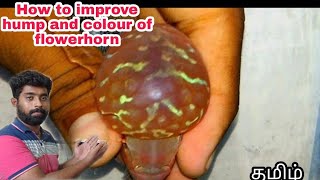 How to increase Flowerhorn  Hump and color | 100% Result confrim | @aquapetsfarmtamil4785