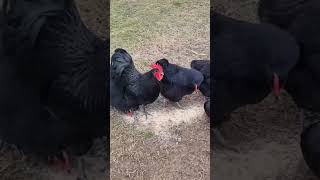 Black australorp chiken 🐓🐓 #chiken #birds