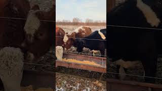 My little misfit group of Moo Cows eating some breakfast!! #farming #smallfarmer #cattlefarm