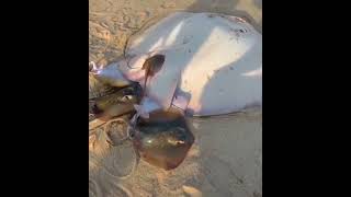 A dangerous fish birth little baby back to the sea# viral video