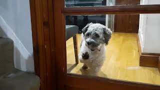 Zuchon Pup Tries to Smuggle his Bone Inside but the Door Wont Open