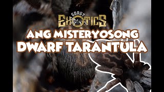 Ang Misteryosong Dwarf Tarantula #GorbyExoticsVlog43