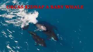 Killer Whales STEAL a baby whale - josesea