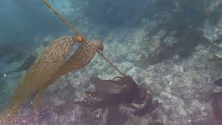 Old Marineland, Palos Verdes June 30th 2024.