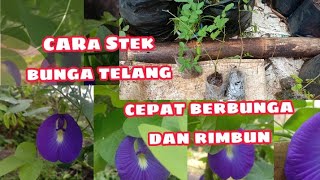 cara stek bunga telang, (cara instan menanam bunga telang).