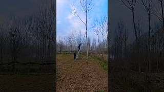 tree felling Sunday with dad #satisfying #treefelling #shorts