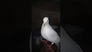 #youtubeshorts #allpigeonbirds #cute #lovestatus #animals #cute