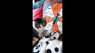 cat vs fortune telling pillow