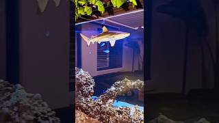 shark aquarium#shorts #trending #aquarium