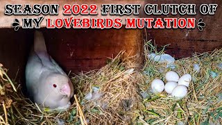 SEASON 2022 KI FIRST BREEDING PROGRESS | MY LOVE BIRD MUTATIONS GOOD RESULT | AA BIRDS INFORMATION