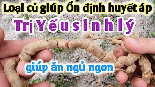 Bài thuốc trị Liệt cần, ổn định huyết áp, ăn ngủ ngon. PHAN HẢI Vlog