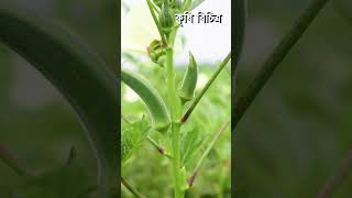 ঢেঁড়স চাষের জমির ভিডিও - Lady finger Farming in bangladesh -Krishi Bicitro - কৃষি বিচিত্র #shorts