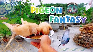 Pigeon Fantasy ❤️ #PigeonFantasy #PigeonLove #BirdFeeding #AnimalMoments #BirdLovers