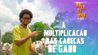 A MULTIPLICAÇÃO DAS CABEÇAS DE GADO - BOVINOCULTURA EM RORAIMA | ROLEZINHO DO BEM