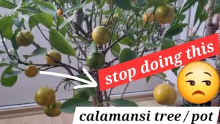 Bad and good news with my experiment cutting calamansi plants update! Plants at home